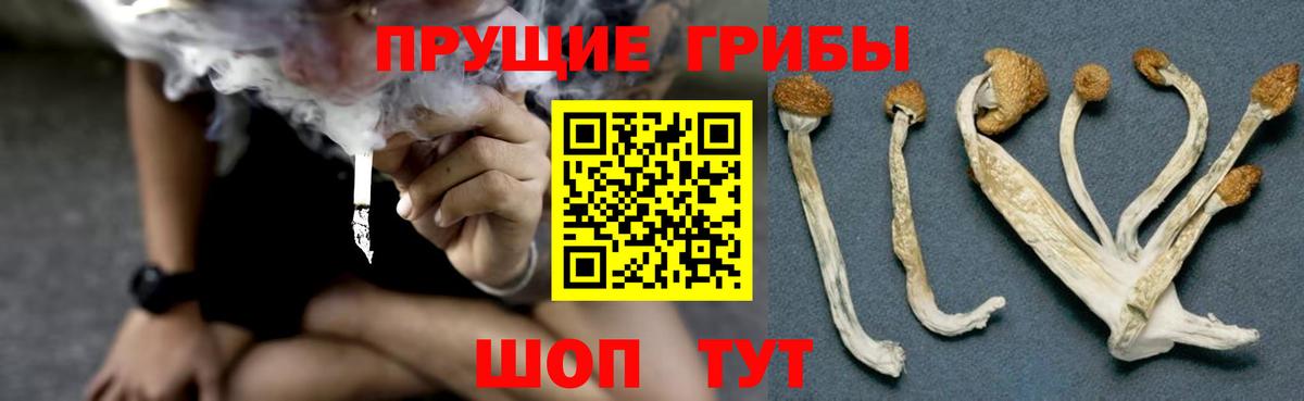 Псилоцибиновые грибы Psilocybine cubensis Ефремов